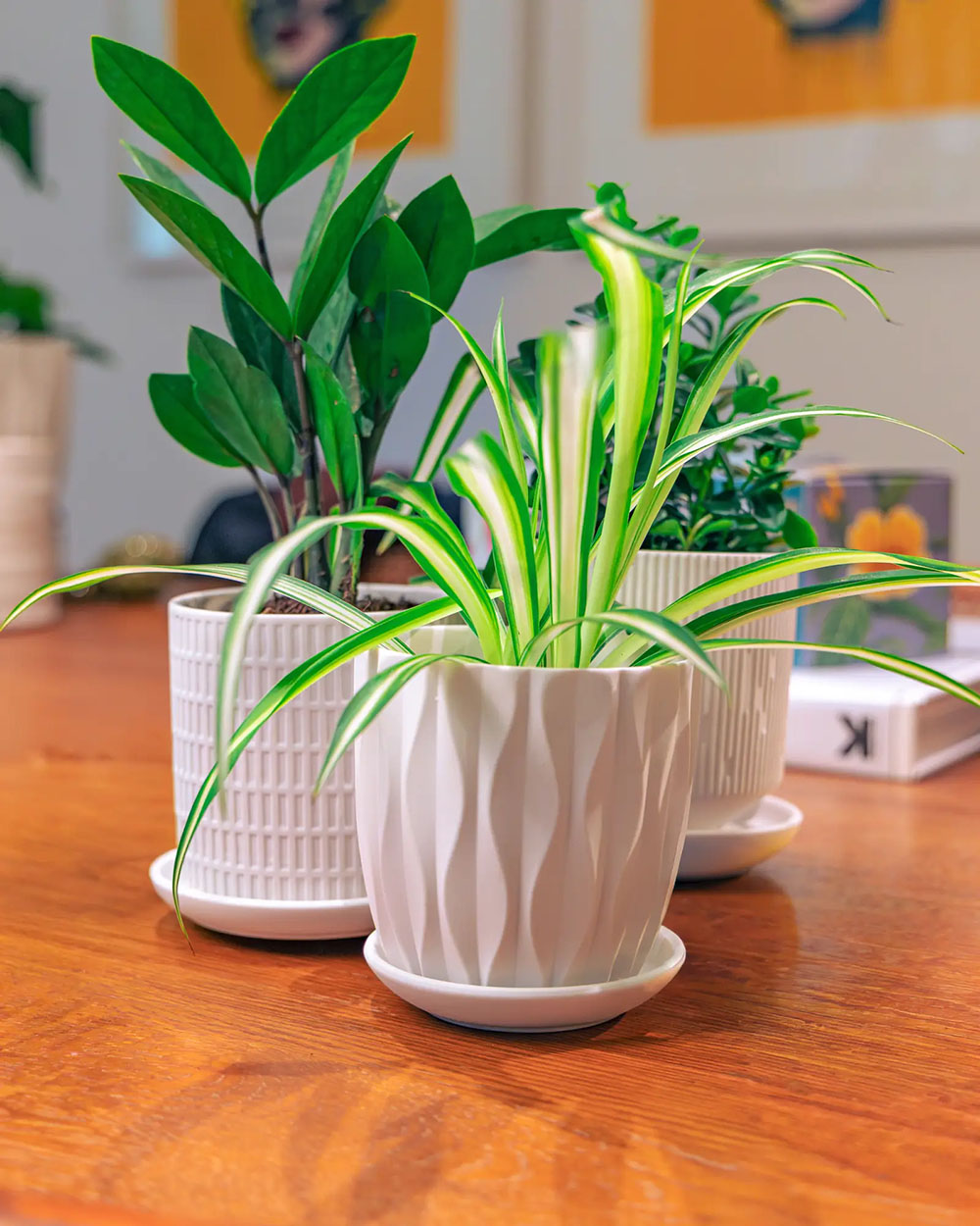Three potted houseplants in Chive Virago white porcelain plant pots with saucers, on a warm wooden table indoor.
