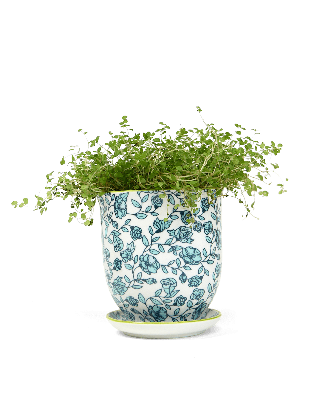 Liberte Porcelain Pot And Saucer Set With Drainage - Chive Ceramics Studio - Pots - Chive Ceramics Studio