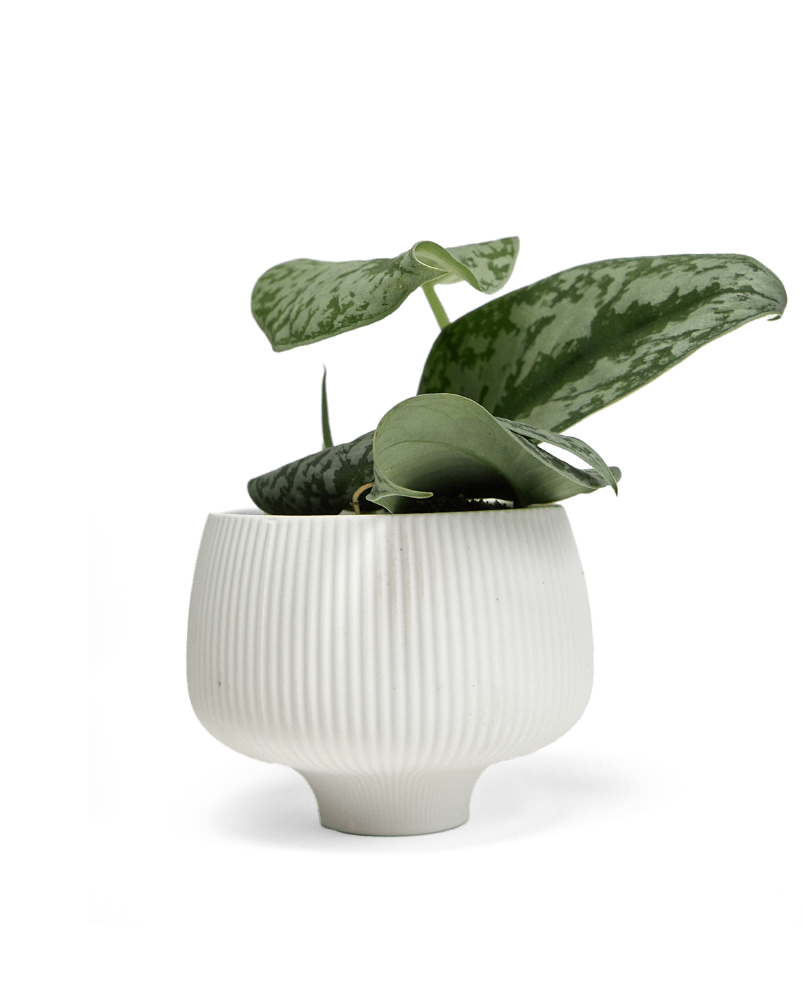 Lilo Porcelain Modern Indoor Plant Pot - Chive Ceramics Studio - Pots - Chive US