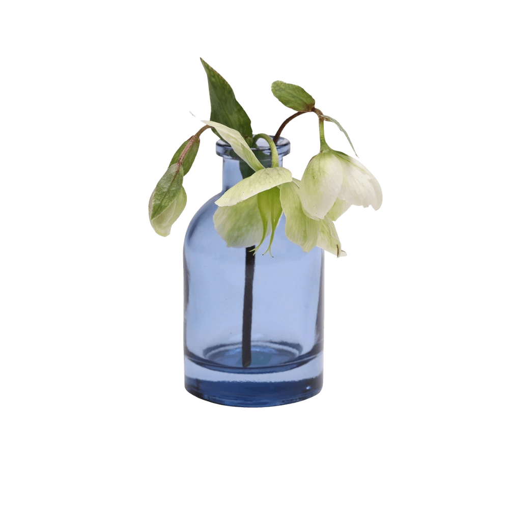 Chive Loft glass bud vase in medium blue styled with a drooping white hellebore stem.