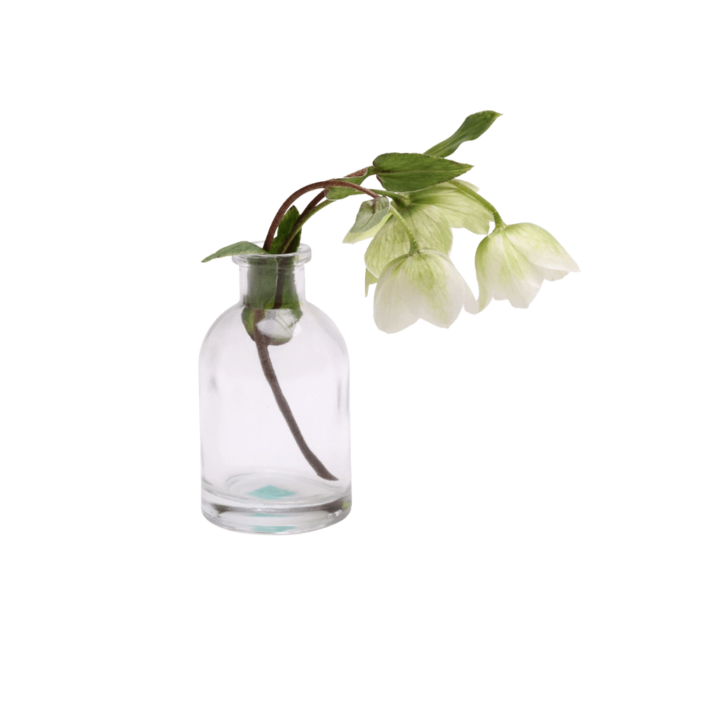 Chive Loft tall glass bud vase in clear glass styled with a white hellebore stem in bloom.