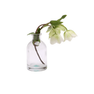 Chive Loft tall glass bud vase in clear glass styled with a white hellebore stem in bloom.