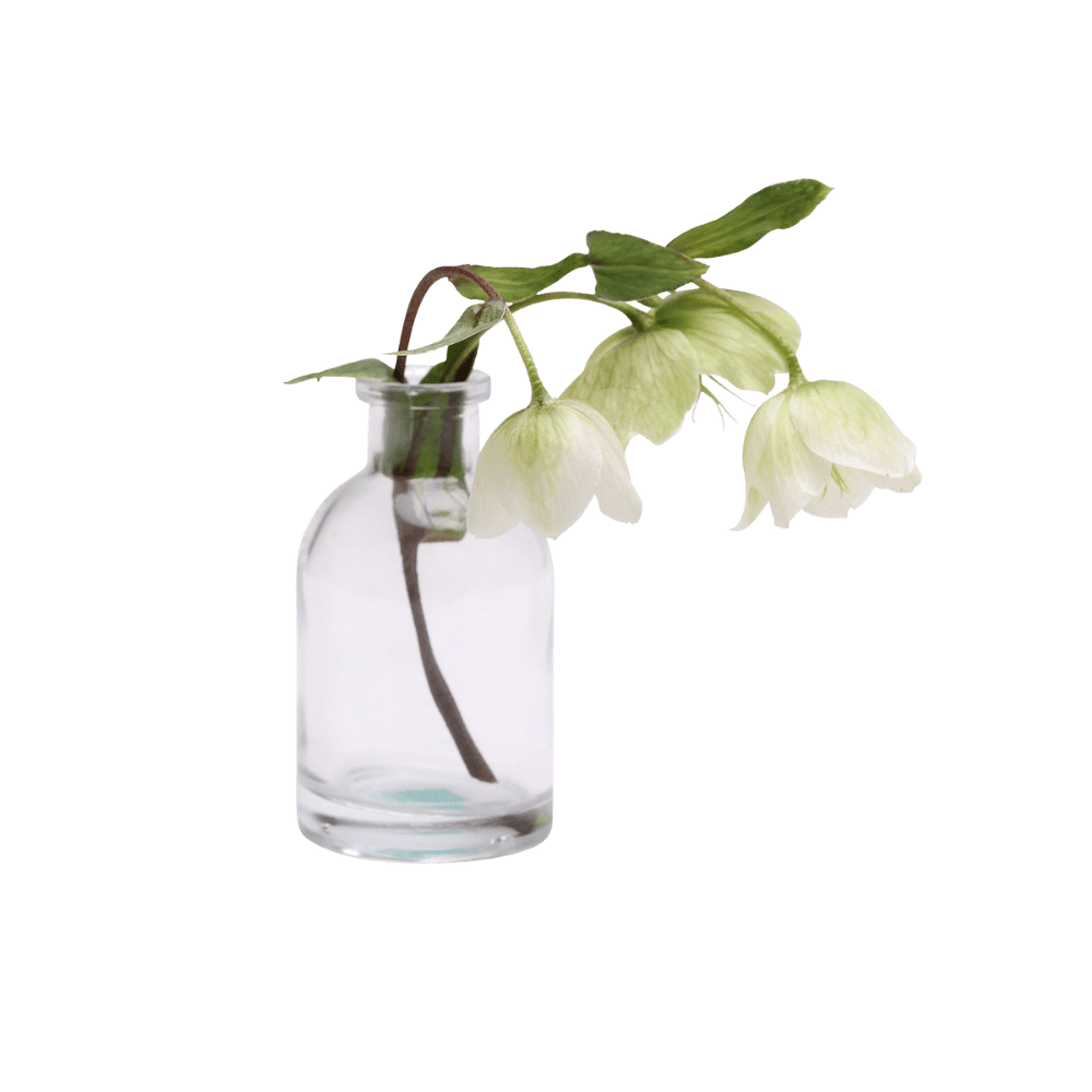 Chive Loft tall glass bud vase in clear glass, shown from a side angle with white hellebore blooms.