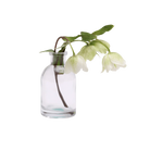 Chive Loft tall glass bud vase in clear glass, shown from a side angle with white hellebore blooms.