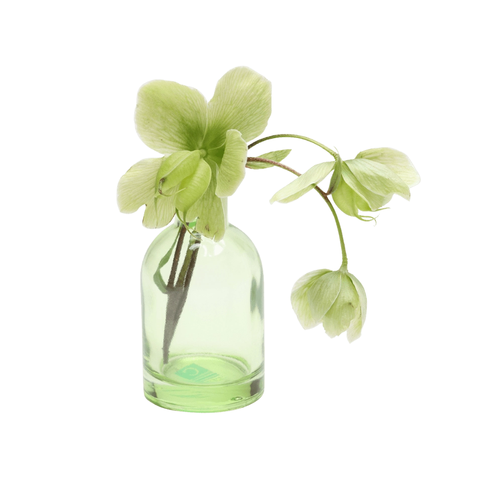 Chive Loft tall glass bud vase in green styled with a green hellebore stem in bloom.