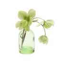 Chive Loft tall glass bud vase in green styled with a green hellebore stem in bloom.