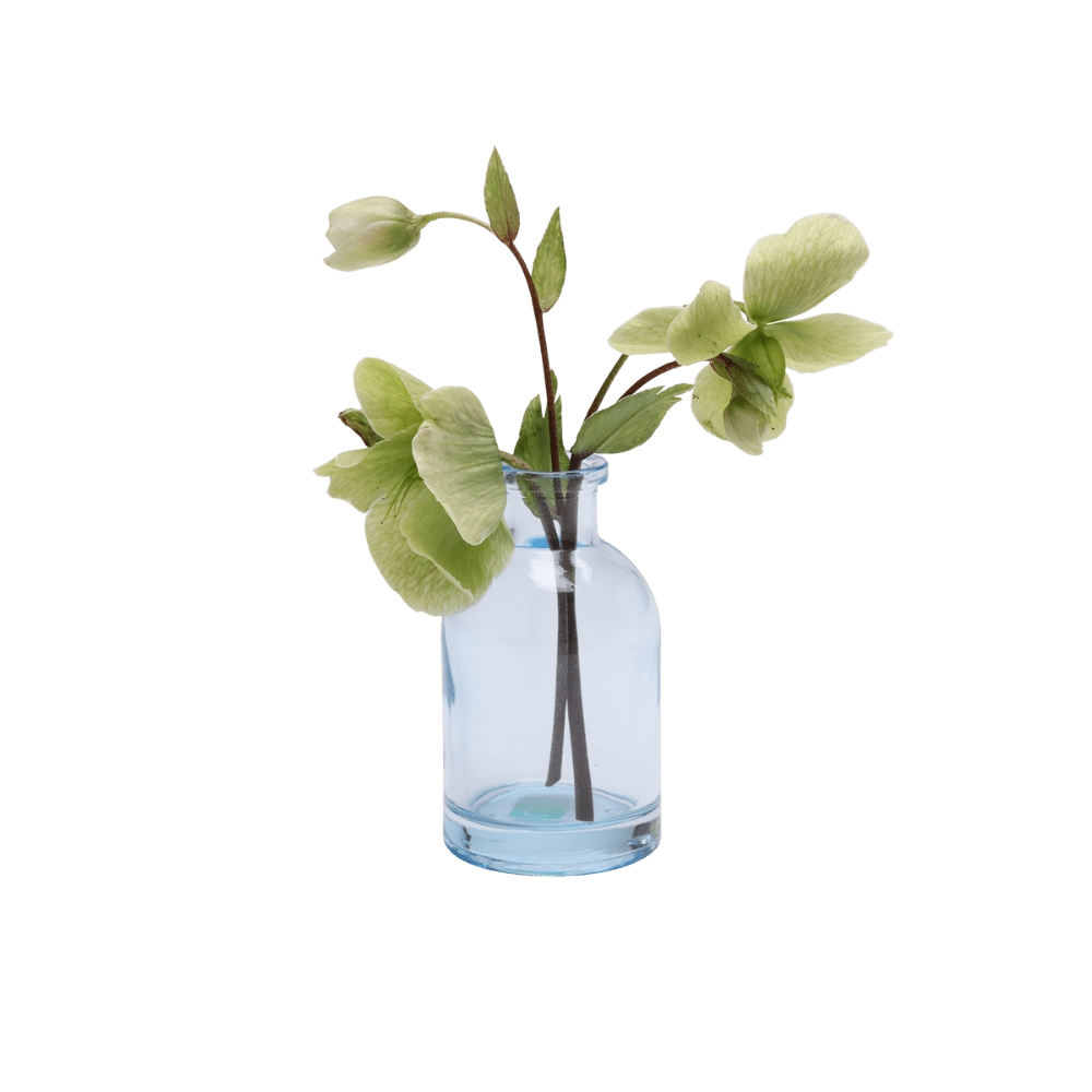 Chive Loft tall glass bud vase in light blue styled with a green hellebore stem in bloom.