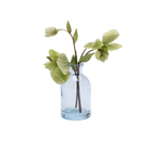 Chive Loft tall glass bud vase in light blue styled with a green hellebore stem in bloom.