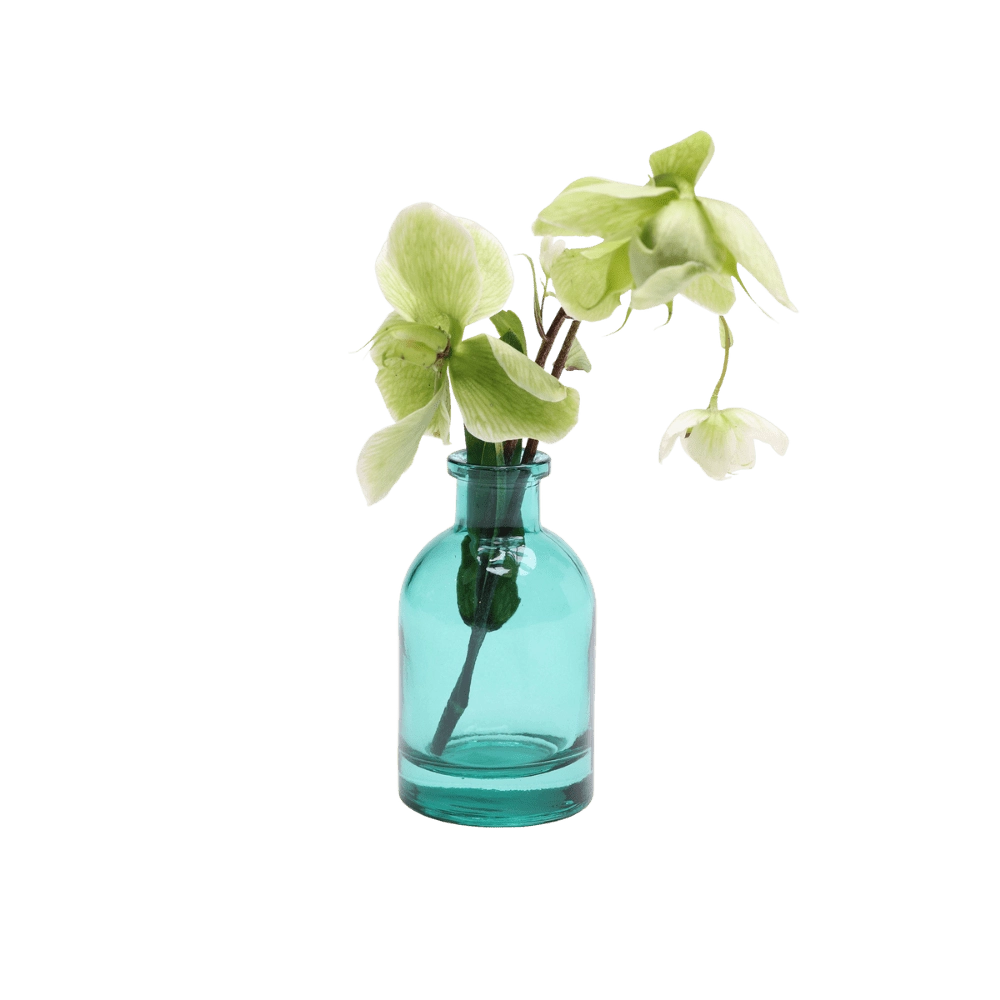 Chive Loft tall glass bud vase in teal styled with a green hellebore stem in bloom.