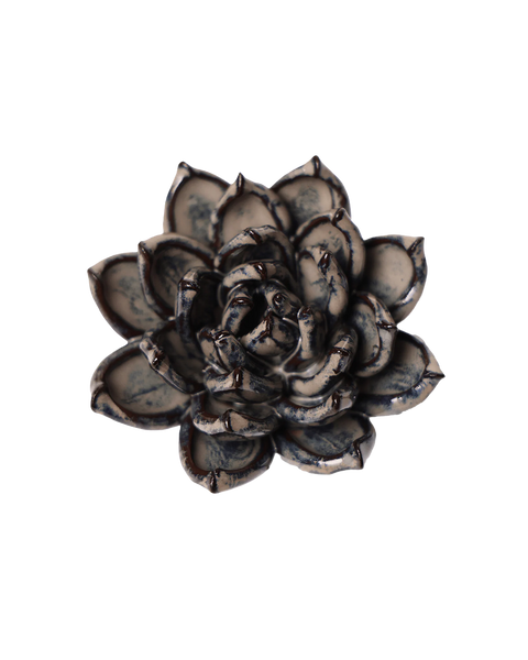 46th Anniversary Gift | Latte Lola Echeveria | Chive