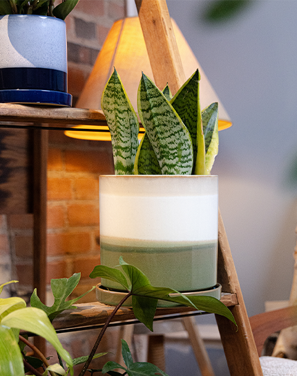 bottom plant pot 5-Inch Minute Ceramic Plant Pot & Saucer — Green Layer