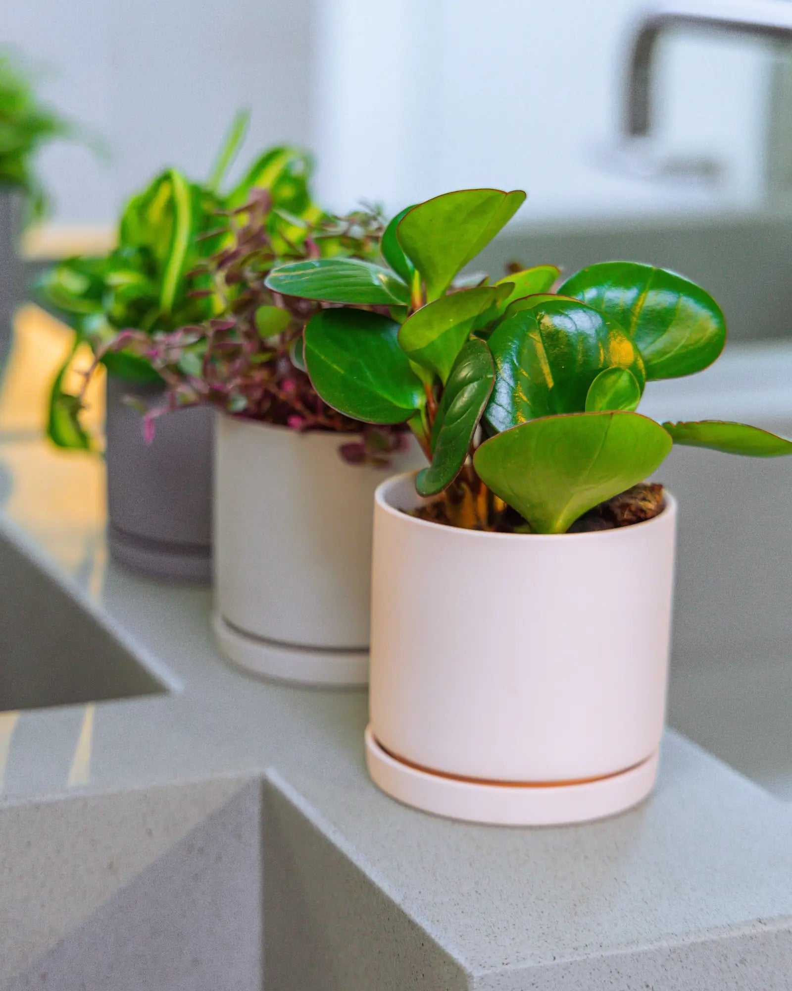 Chive Dojo medium planters in white, light grey, and blue-grey on a kitchen counter, each styled with a different houseplant.