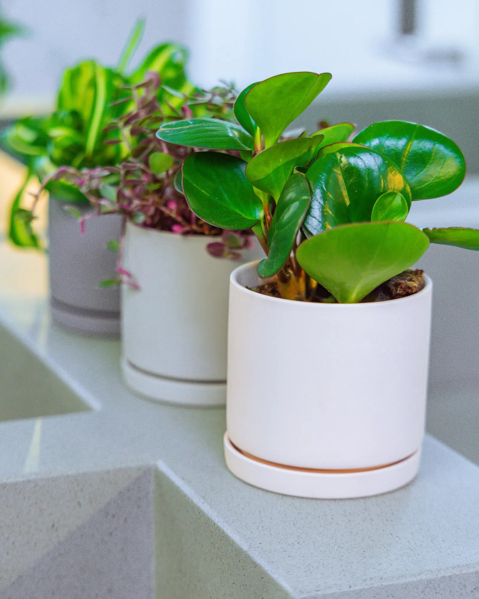 Chive Dojo medium matte ceramic planters in white, light grey, and blue-grey styled with houseplants on a kitchen counter.