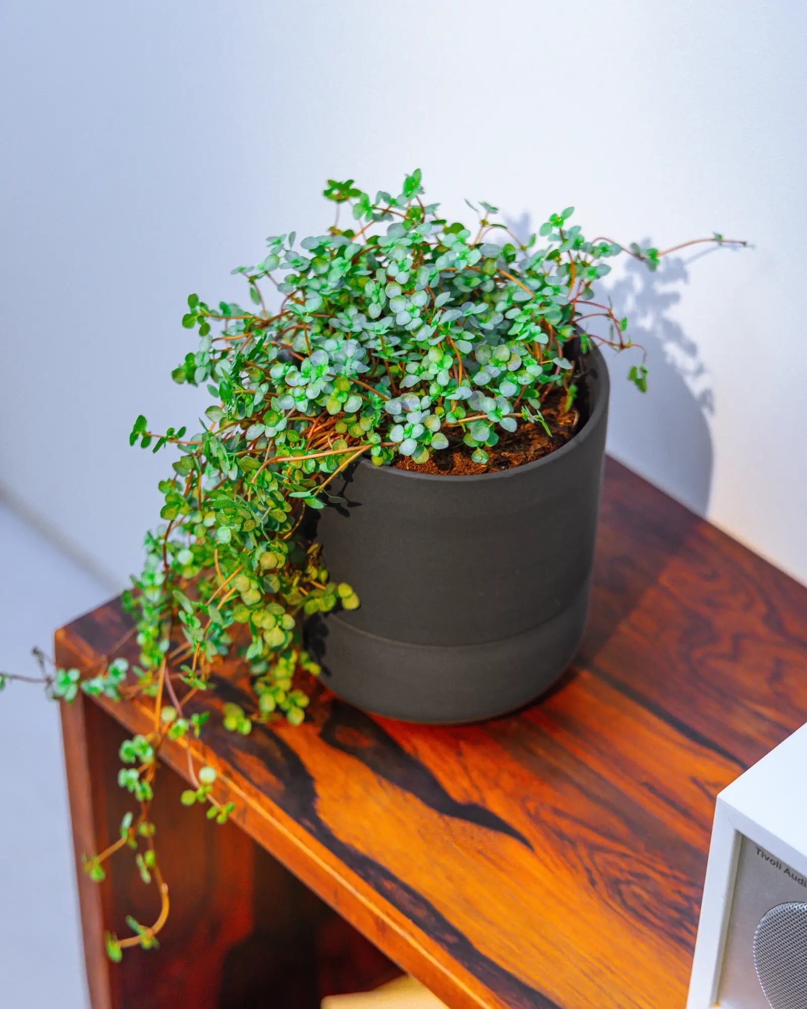 Chive Ryan black self-watering ceramic planter styled with trailing baby tears on a wood grain shelf.