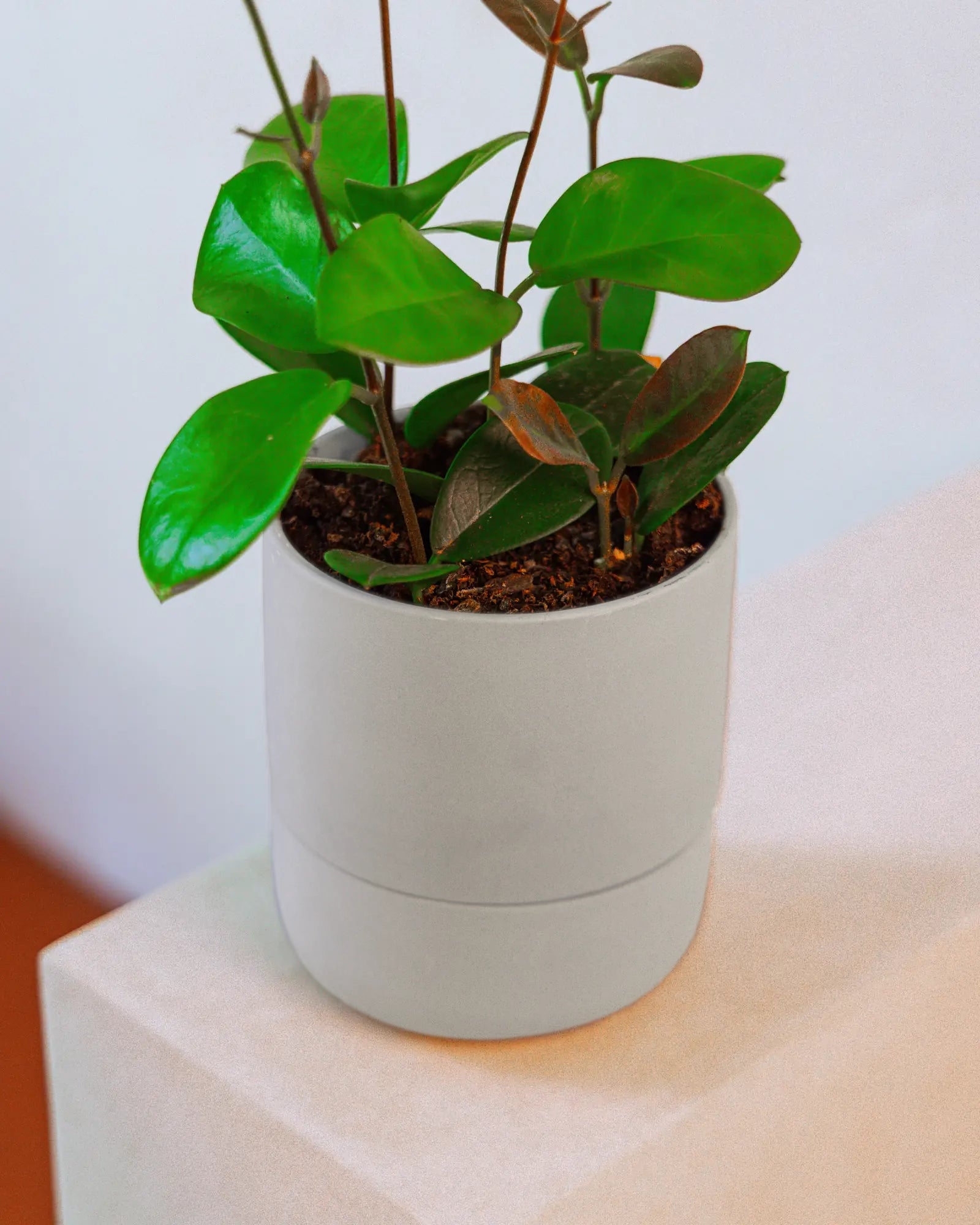 Chive Ryan grey self-watering ceramic planter styled with a peperomia on a white plinth against a light wall.