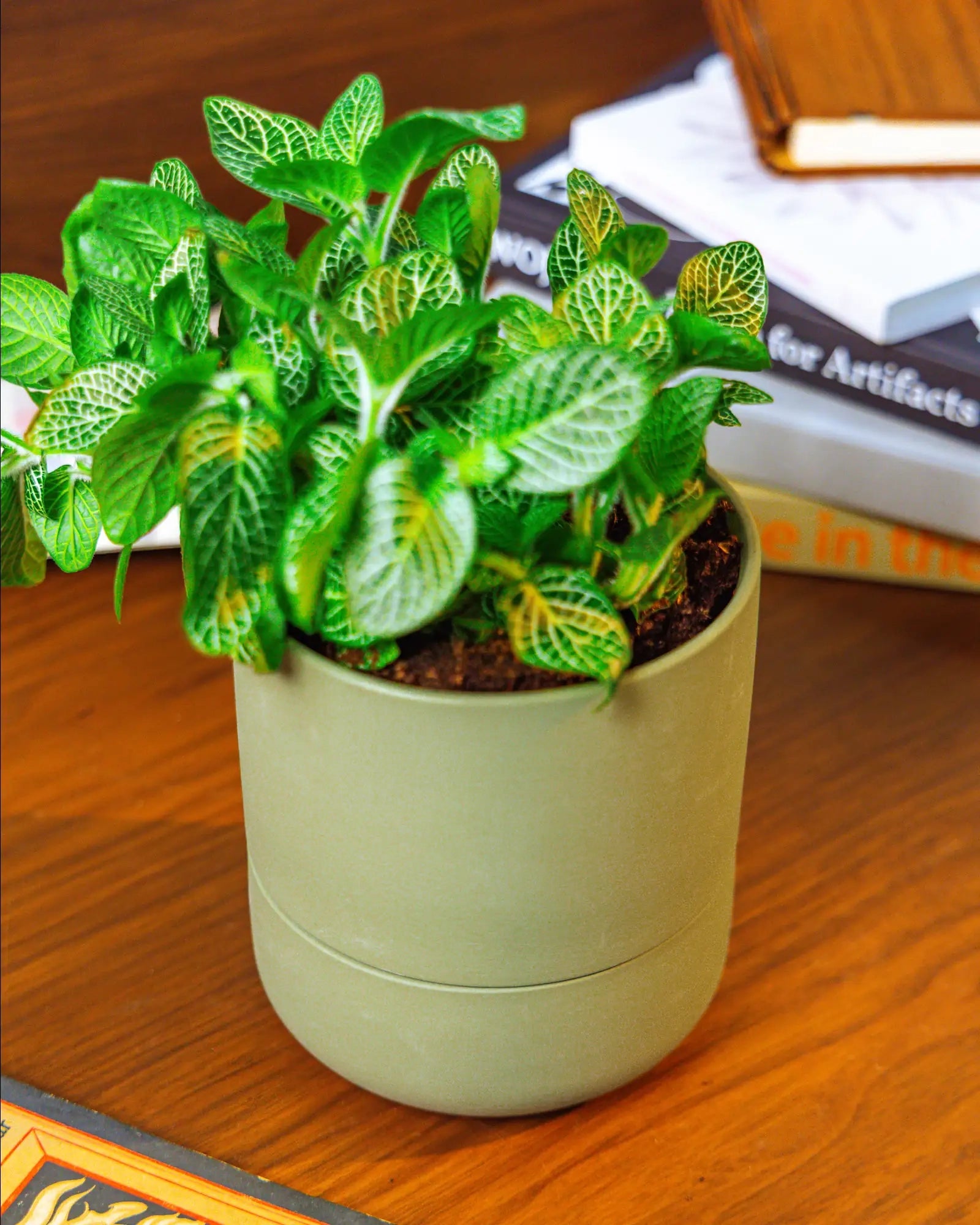 Chive Ryan olive self-watering ceramic planter styled with a fittonia on a wooden surface with stacked books.