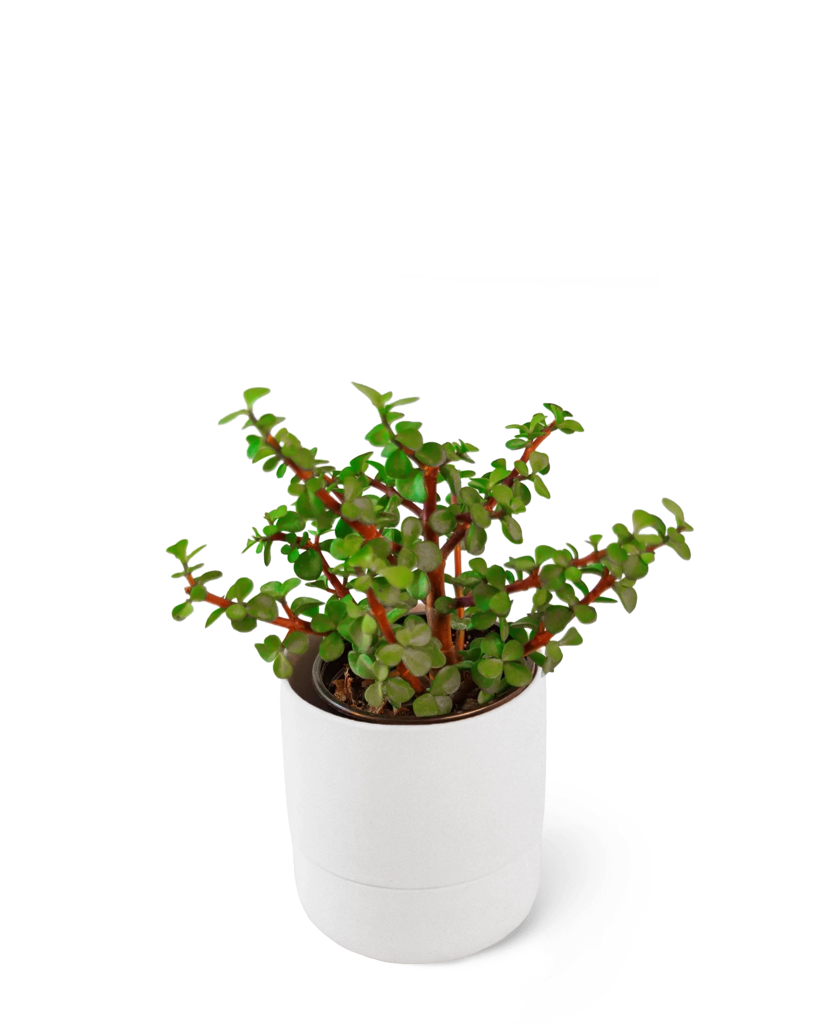Chive Ryan white self-watering ceramic planter with a speckled matte finish, styled with a jade plant.
