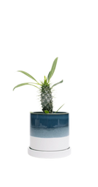 Chive Minute large green-blue ceramic pot with drainage and saucer styled with a plant.