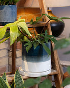Chive Minute large green blue fully glazed ceramic planter pot styled with a plant on a wood ladder indoor.