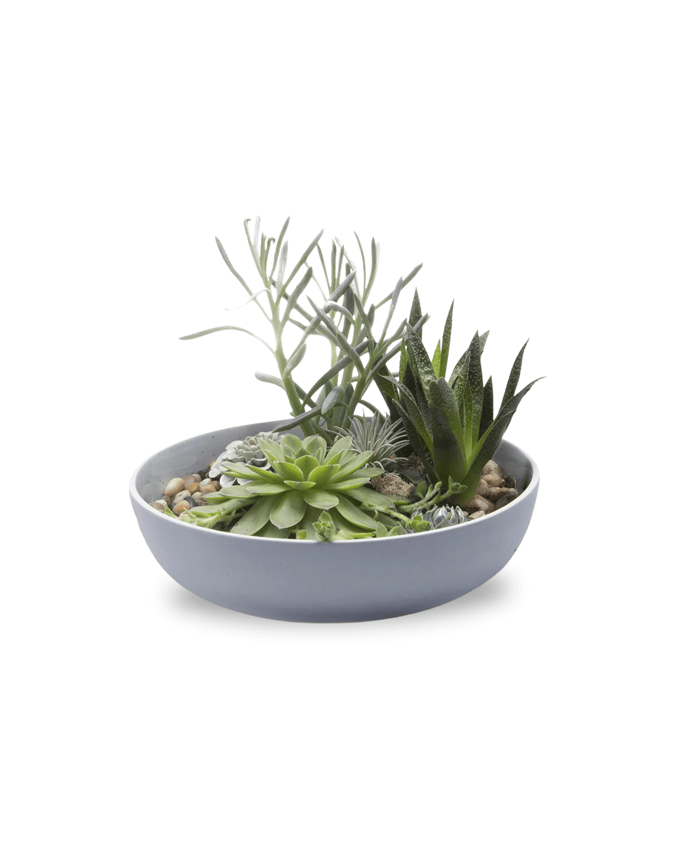 Moog Porcelain Succulent Garden Dish - Chive Ceramics Studio - Pots - Chive US