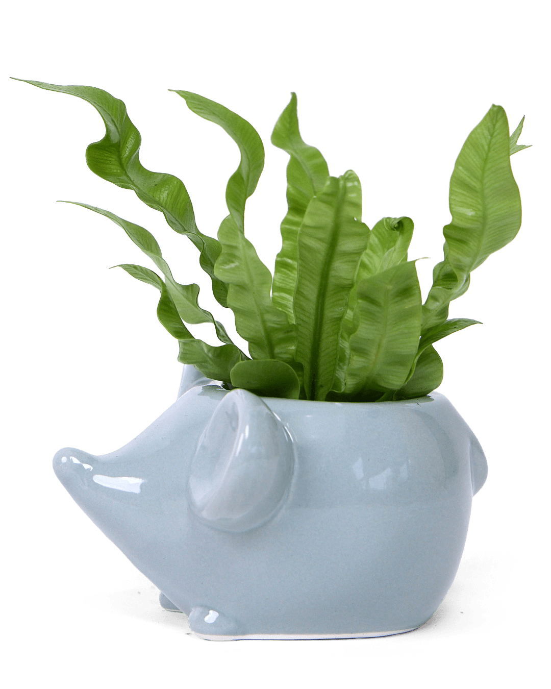 misco plant pots Mouse Succulent Pot