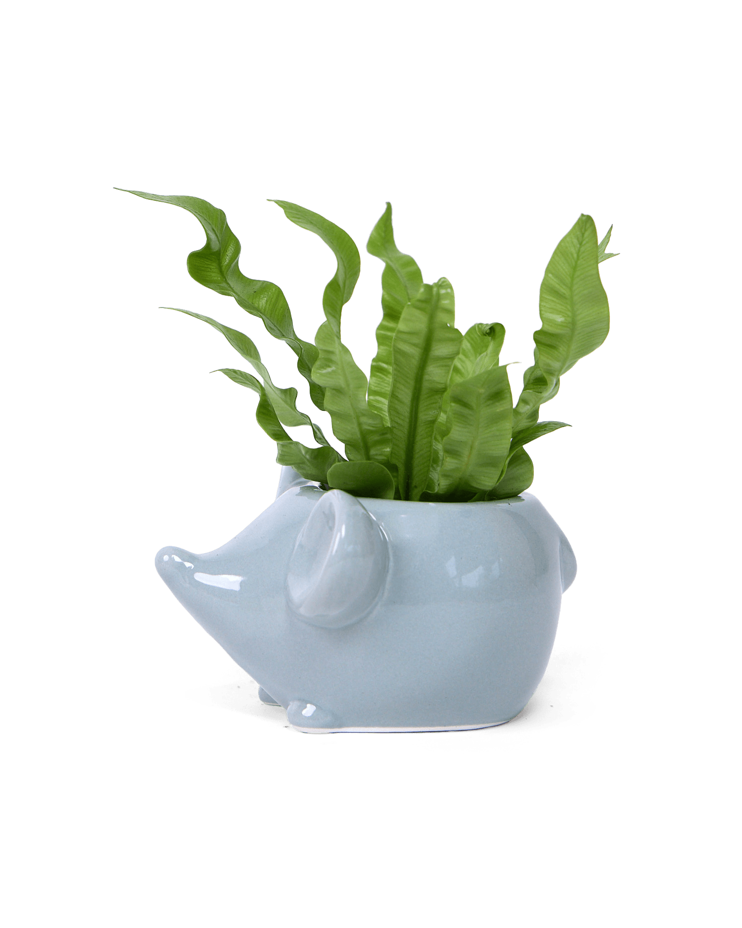 Mouse Ceramic Indoor Plant Pot For Succulents - Chive Ceramics Studio - Pots - Chive US