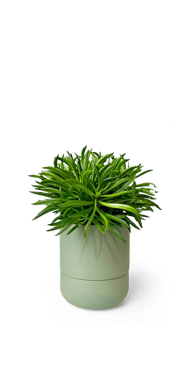 Olive Self-Watering Plants - Ryan - handmade by Chive Studio Toronto