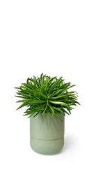 Olive Self-Watering Plants - Ryan - handmade by Chive Studio Toronto