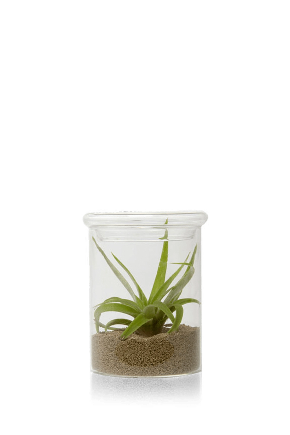 Clear Glass Terrarium Jar for Succulents - Petri - handmade by Chive Studio Toronto
