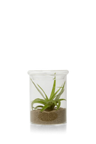 Clear Glass Terrarium Jar for Succulents - Petri - handmade by Chive Studio Toronto