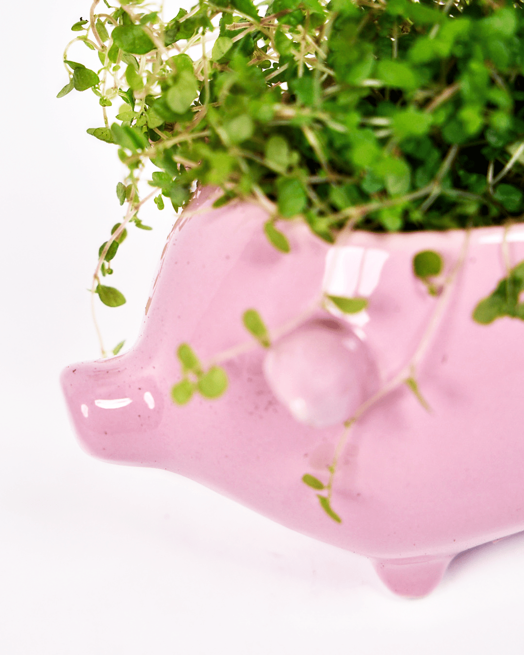 Pig Ceramic Indoor Plant Pot For Succulents - Chive Ceramics Studio - Pots - Chive Ceramics Studio