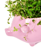 Pig Ceramic Indoor Plant Pot For Succulents - Chive Ceramics Studio - Pots - Chive Ceramics Studio