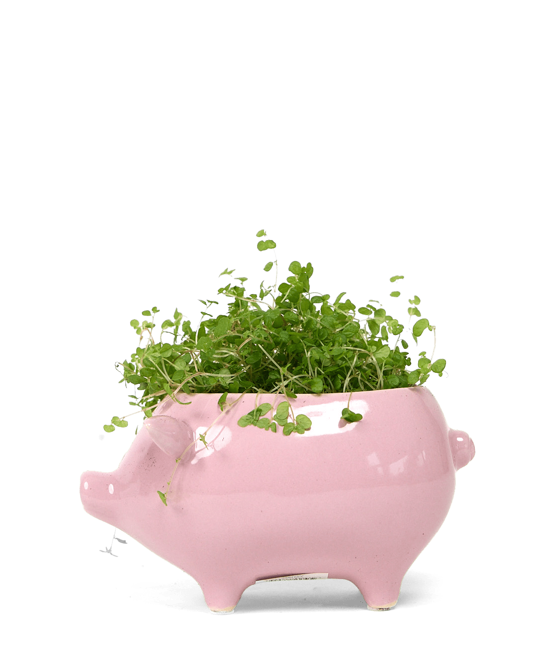 Pig Ceramic Indoor Plant Pot For Succulents - Chive Ceramics Studio - Pots - Chive Ceramics Studio