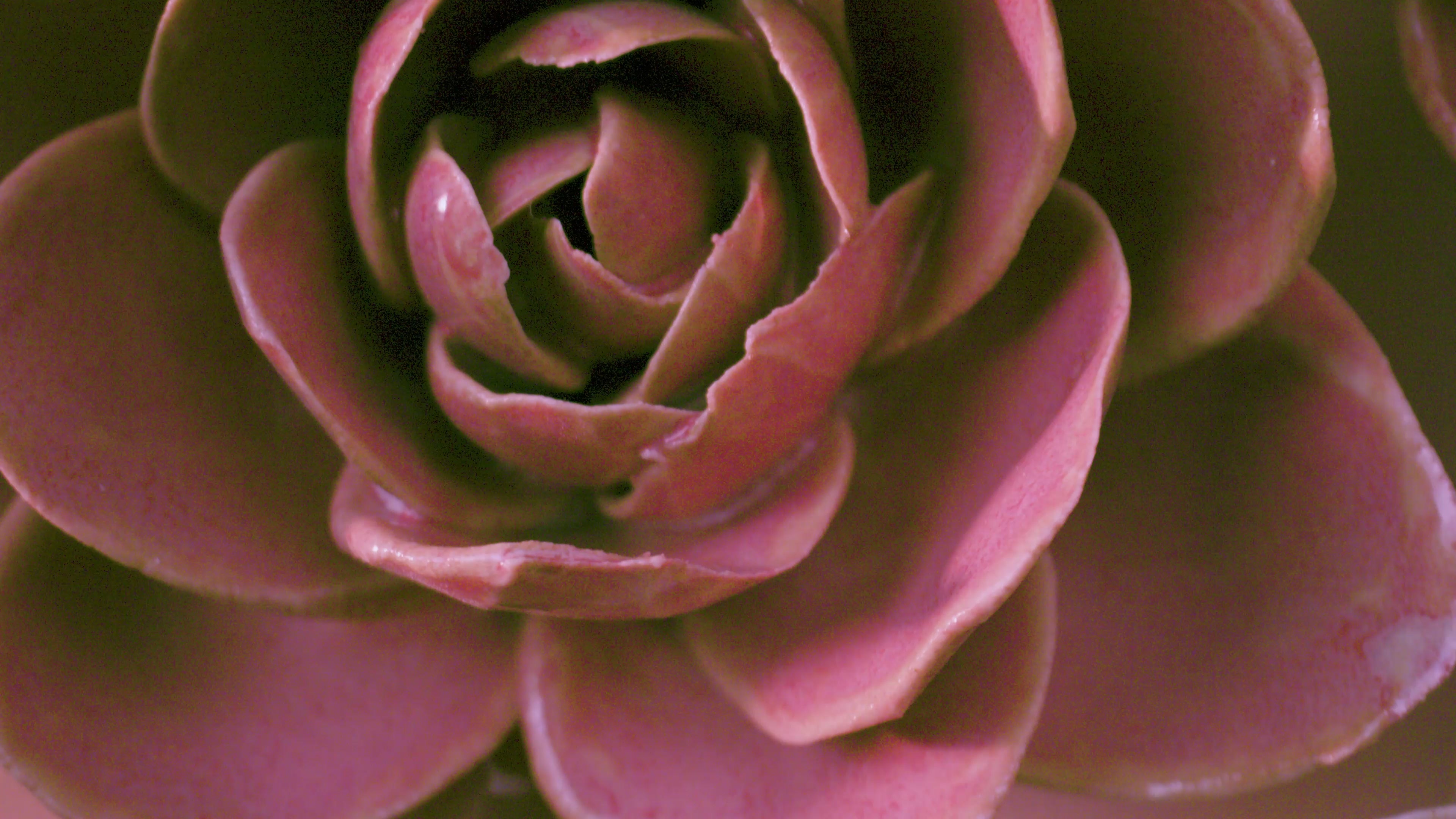Top-down diagonal pan across a desk of small ceramic flowers — pink wall art by Chive Studio
