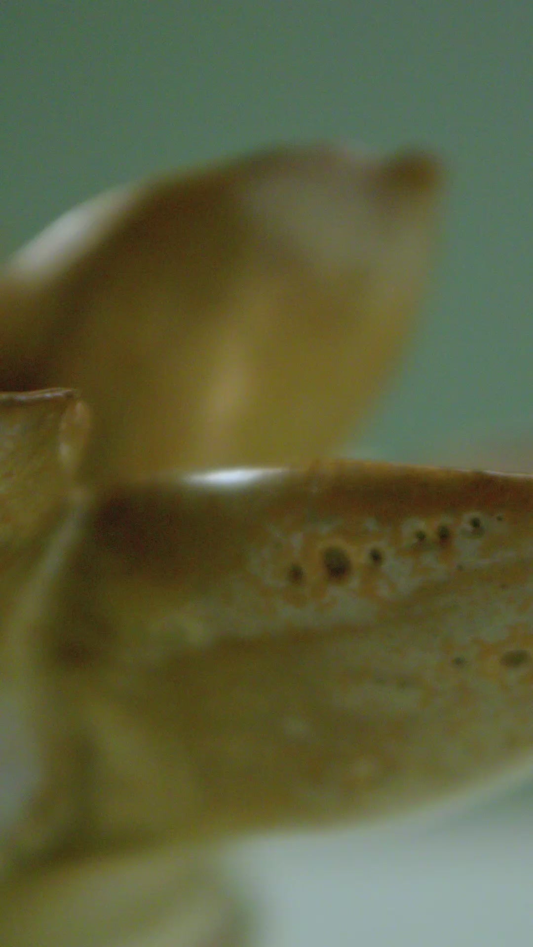 Wall Decoration Ceramic Flower Art Pearl Handcrafted Décor