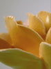 Chive burnt yellow Rose ceramic flower product demonstration video.