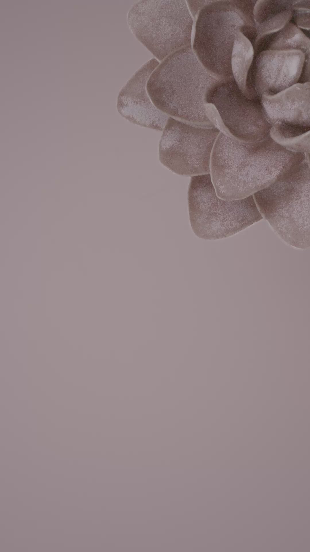 Pink sand Starbrite Water Lily ceramic wall flower rotating in multi-angle macro close-up — France Collection — Chive Studio