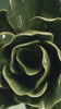 Fir Green Butterfly Ranunculus ceramic wall flower — English Garden — handmade by Chive Studio Toronto