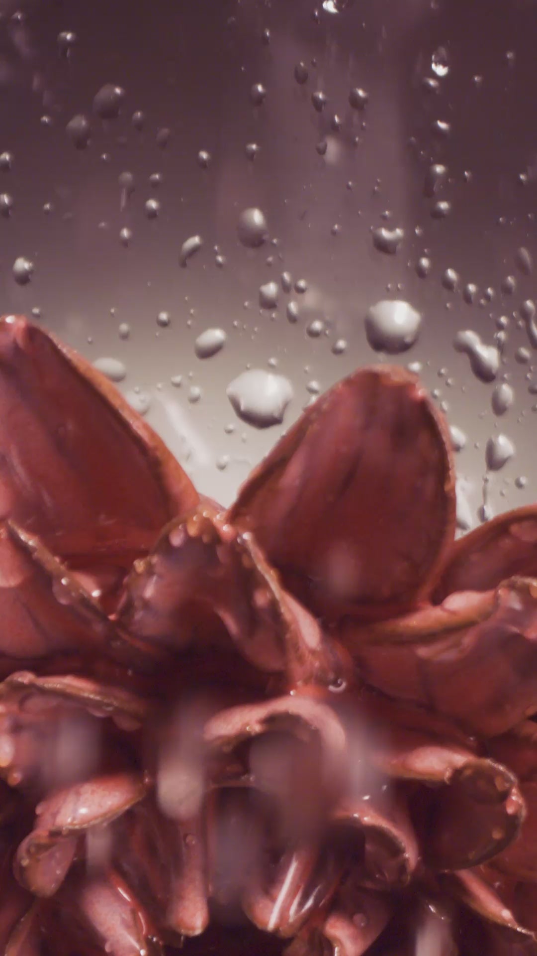 Blush pink star dahlia ceramic wall flower with water cascading over ceramic petals captured in slow motion — Japan Collection — Chive Studio