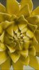 Burnt Yellow Strawflower ceramic wall flower — English Garden — handmade by Chive Studio Toronto