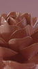 Peach pink begonia ceramic wall flower rotating in multi-angle macro close-up — France Collection — Chive Studio