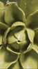 Chartreuse columbine ceramic wall flower with water cascading over ceramic petals captured in slow motion — English Garden Collection — Chive Studio