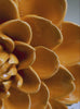 Chive ceramic flower product demonstration video.