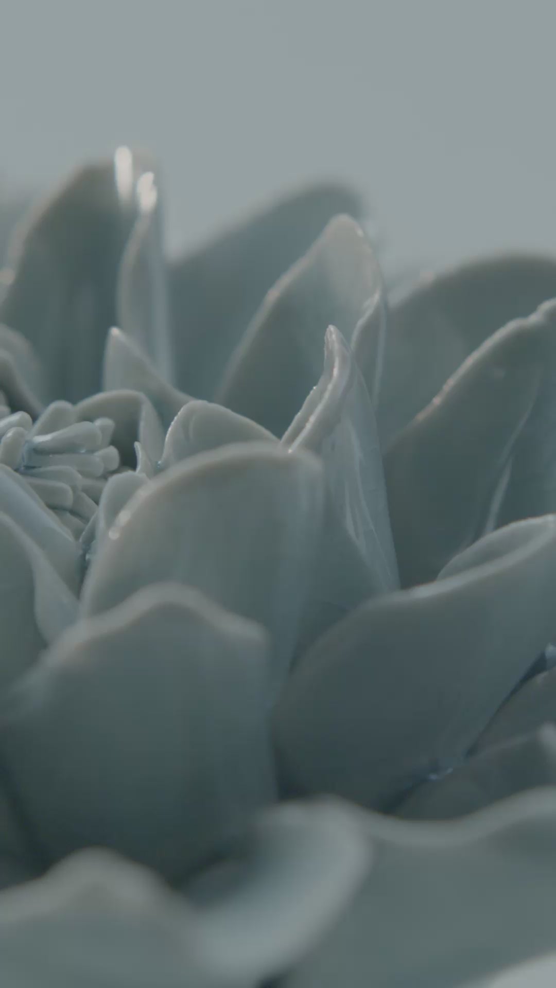 Powder blue Aphrodite Dahlia ceramic wall flower rotating in multi-angle macro close-up — English Garden Collection — Chive Studio