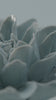 Powder blue Aphrodite Dahlia ceramic wall flower rotating in multi-angle macro close-up — English Garden Collection — Chive Studio