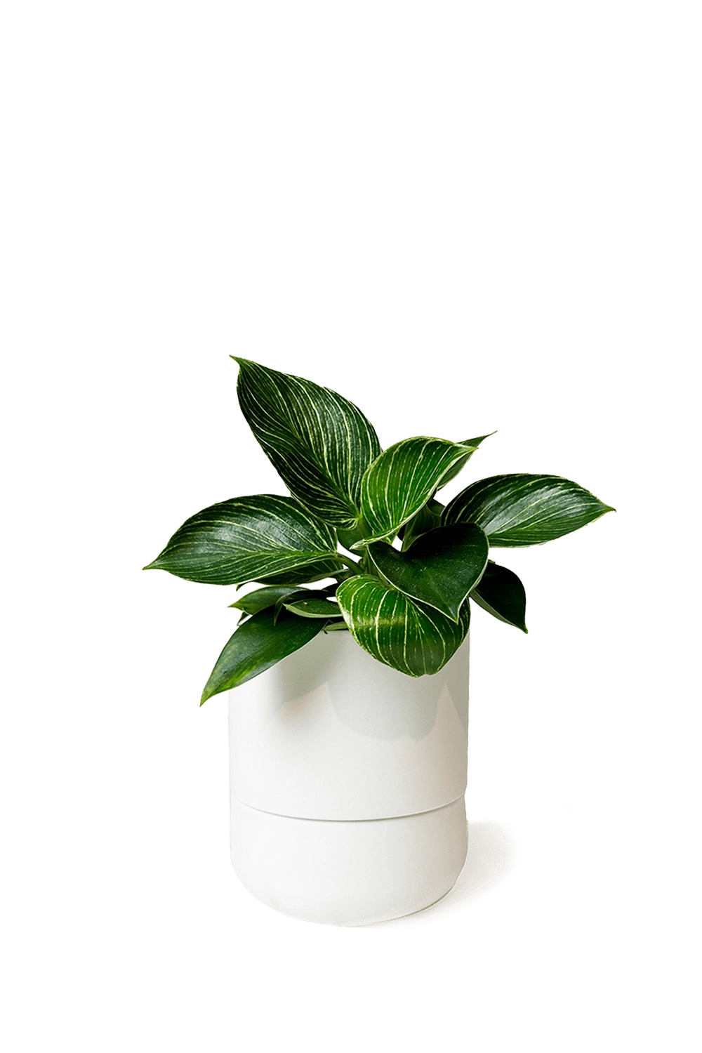 White Self-Watering Plant Pots - Ryan - handmade by Chive Studio Toronto