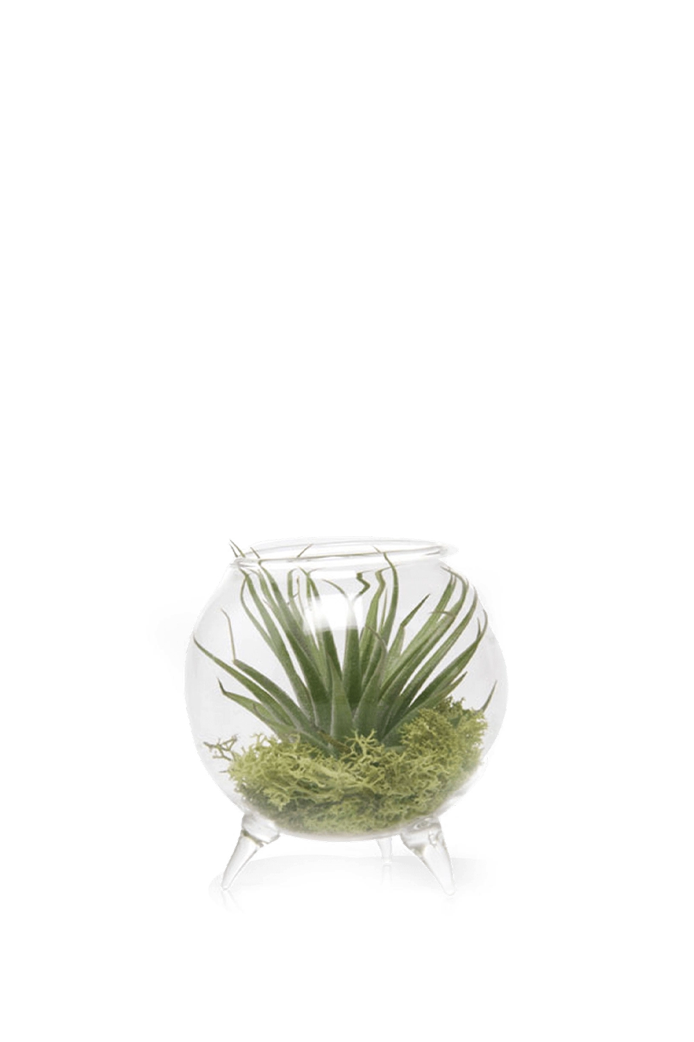 Clear Single Glass for Airplants - Terrarium - handmade by Chive Studio Toronto