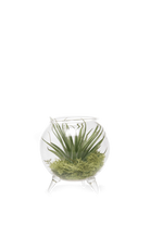 Clear Single Glass for Airplants - Terrarium - handmade by Chive Studio Toronto