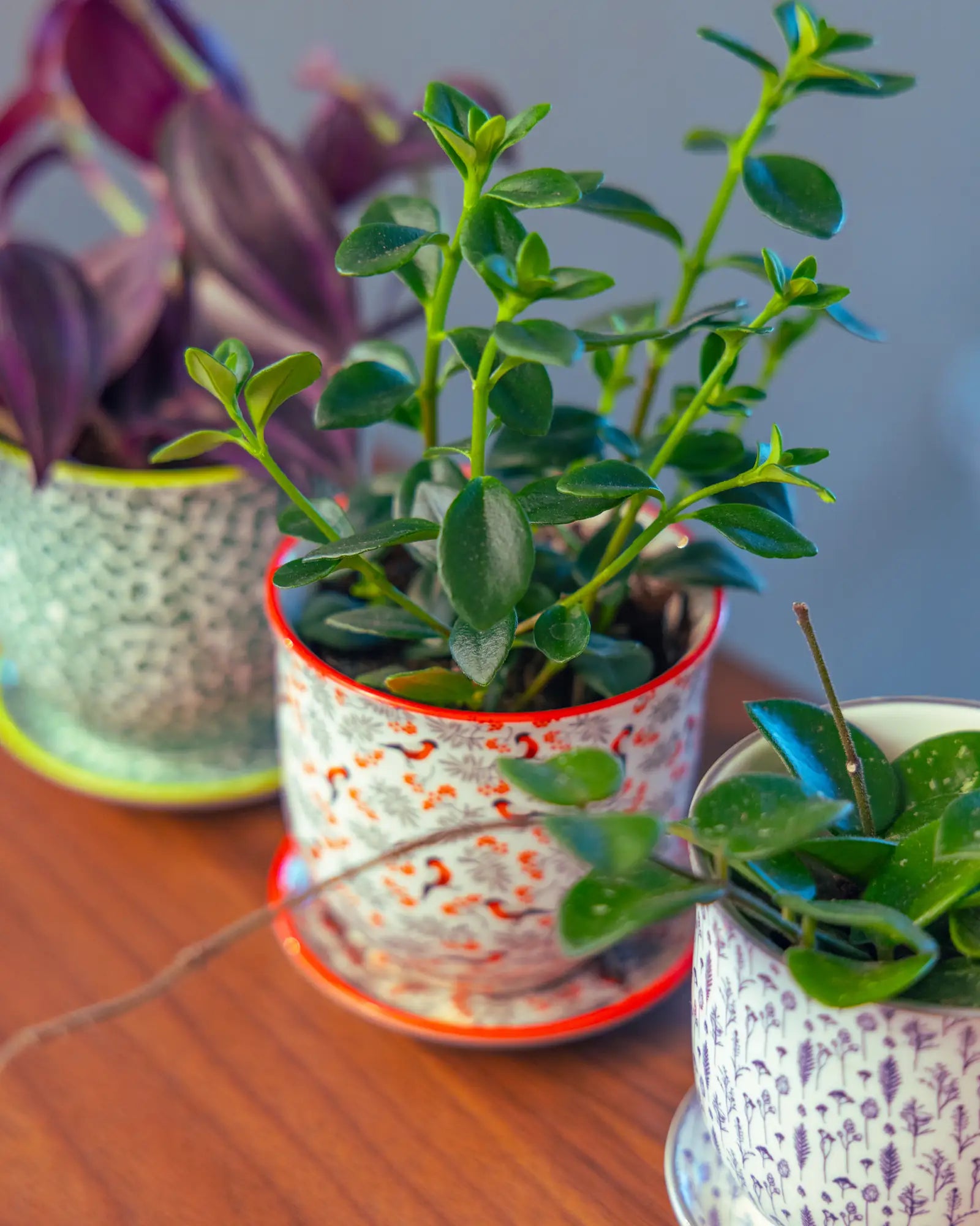 Chive Liberté small planters in red birds, blue feathers, and green leaves prints, each styled with a different houseplant.