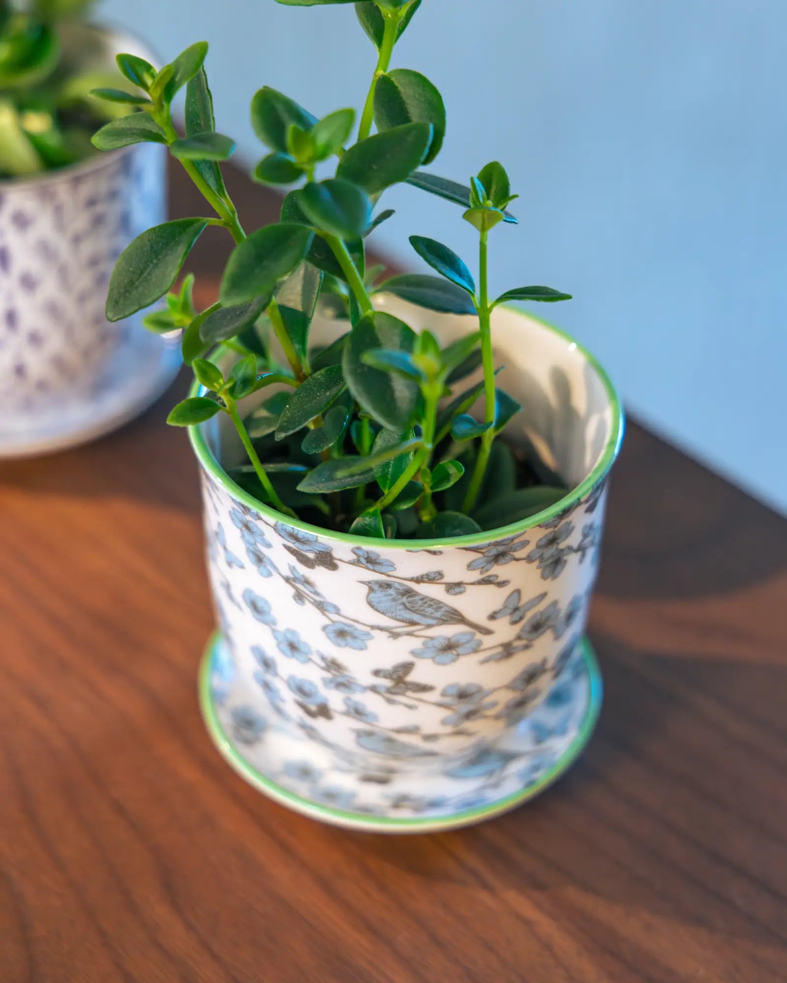 Chive Liberté small planter in blue feathers print with saucer, styled with a hoya on a wood surface.